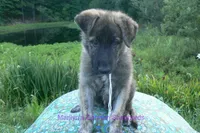 Ice Princess's Mr. Toasted Marshmallow Pop, a male German Shepherd Dog for sale in Piedmont, MO – 5 of 6