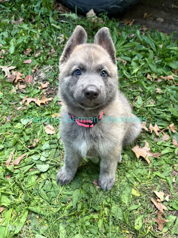 Saffron's Miss Holiday Garland – German Shepherd Dog puppy for sale in Piedmont, MO