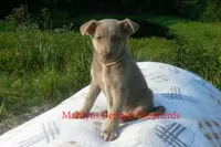 Sapphire's Miss Amber Vanilla, a female German Shepherd Dog for sale in Piedmont, MO – 4 of 6
