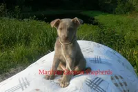Sapphire's Miss Amber Vanilla, a female German Shepherd Dog for sale in Piedmont, MO – 2 of 6