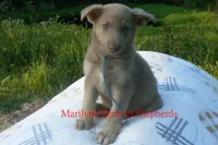 Sapphire's Mr. Flannel , a male German Shepherd Dog for sale in Piedmont, MO – 6 of 6