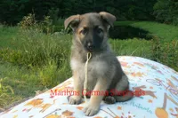 Strawberry's Miss Salted Butterscotch, a female German Shepherd Dog for sale in Piedmont, MO – 5 of 6