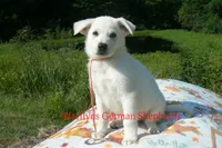 Strawberry's Miss Champagne Apple & Honey, a female German Shepherd Dog for sale in Piedmont, MO – 2 of 6