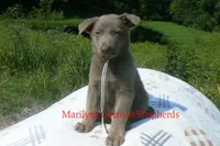Sapphire's Mr. Midnight Marshmallow, a male German Shepherd Dog for sale in Piedmont, MO – 2 of 6