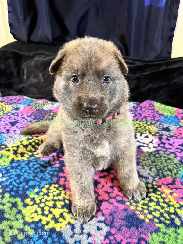 Saffron's Miss Holiday Garland – German Shepherd Dog puppy for sale in Piedmont, MO