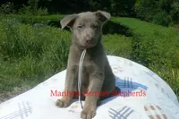 Sapphire's Mr. Midnight Marshmallow, a male German Shepherd Dog for sale in Piedmont, MO – 4 of 6