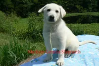 Lakeside Morning's Mr. Summer Boardwalk, a male German Shepherd Dog for sale in Piedmont, MO – 2 of 7