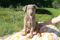 Sapphire's Mr. Midnight Marshmallow, a male German Shepherd Dog for sale in Piedmont, MO – 6 of 6