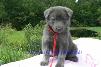 Ice Princess's Mr. Watermelon Lemonade, a male German Shepherd Dog for sale in Piedmont, MO – 4 of 4