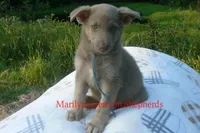 Sapphire's Mr. Flannel , a male German Shepherd Dog for sale in Piedmont, MO – 5 of 6