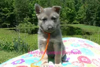 Foxy's Mr. Tangerine Coast, a male German Shepherd Dog for sale in Piedmont, MO – 5 of 6