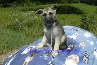 Strawberry's Miss White Pumpkin, a female German Shepherd Dog for sale in Piedmont, MO – 2 of 6