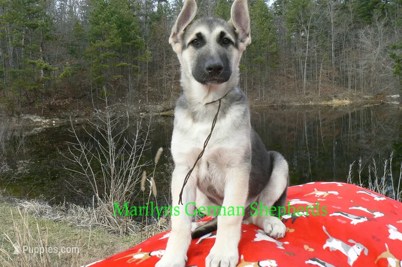 Ice Princess Mr Gingerbread