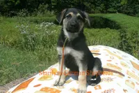 Enchantress Miss Autumn Wreath, a female German Shepherd Dog for sale in Piedmont, MO – 4 of 6