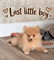 Cute, a male Pomeranian for sale in Tampa, FL – 1 of 3