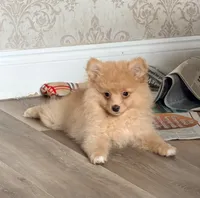Cute, a male Pomeranian for sale in Tampa, FL – 3 of 3