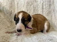 Purple Girl, a female Borzoi for sale in Orlando, FL – Photo 1 of 5