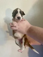 Purple Girl, a female Borzoi for sale in Orlando, FL – Photo 2 of 5