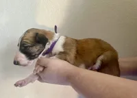 Purple Girl, a female Borzoi for sale in Orlando, FL – Photo 5 of 5