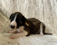 processed/e982f567-6fc0-4ce1-b2c7-e756590c12a6/listing/87083c60-d06b-4ae9-b3df-57bd7f5170ab/24511ed2-c218-4530-90e8-9e7cfa785fcc