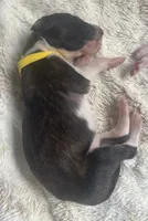 processed/e982f567-6fc0-4ce1-b2c7-e756590c12a6/listing/87083c60-d06b-4ae9-b3df-57bd7f5170ab/fa9ee232-409d-4178-85cd-55427623e32b