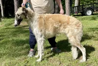 Barnacle, a male Borzoi for sale in Orlando, FL – 4 of 4