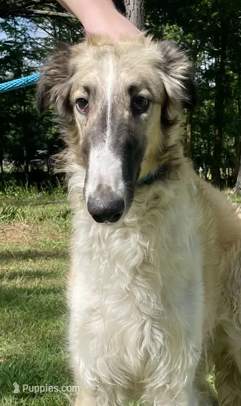 Barnacle – Borzoi puppy for sale in Orlando, FL