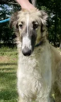 Barnacle, a male Borzoi for sale in Orlando, FL – 1 of 4
