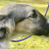Barnacle, a male Borzoi for sale in Orlando, FL – Photo 1 of 5