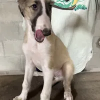 Barnacle, a male Borzoi for sale in Orlando, FL – Photo 2 of 5