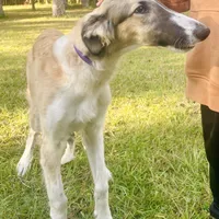Barnacle, a male Borzoi for sale in Orlando, FL – Photo 3 of 5