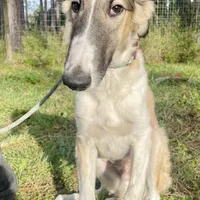 Barnacle, a male Borzoi for sale in Orlando, FL – Photo 4 of 5