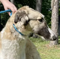 Barnacle, a male Borzoi for sale in Orlando, FL – 2 of 4