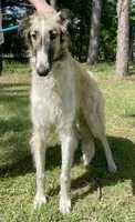 Barnacle, a male Borzoi for sale in Orlando, FL – 3 of 4