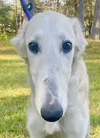 Elsa, a female Borzoi for sale in Orlando, FL – Photo 1 of 6