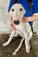 Elsa, a female Borzoi for sale in Orlando, FL – Photo 2 of 6