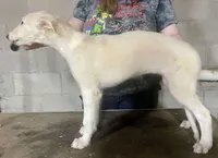 Elsa, a female Borzoi for sale in Orlando, FL – Photo 4 of 6