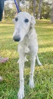 Elsa, a female Borzoi for sale in Orlando, FL – Photo 6 of 6