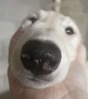 Elsa, a female Borzoi for sale in Orlando, FL – Photo 3 of 6