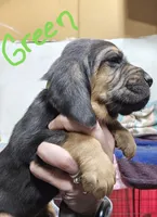 Green, a male Bloodhound for sale in Miles City, MT – Photo 1 of 7