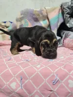 Green, a male Bloodhound for sale in Miles City, MT – Photo 7 of 7