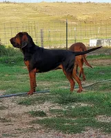 White, a female Bloodhound for sale in Miles City, MT – Photo 3 of 5