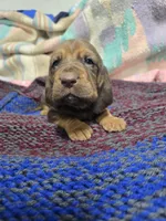 White, a female Bloodhound for sale in Miles City, MT – Photo 5 of 5