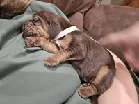 White, a female Bloodhound for sale in Miles City, MT – Photo 4 of 5