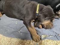 Yellow, a male Bloodhound for sale in Miles City, MT – Photo 5 of 5