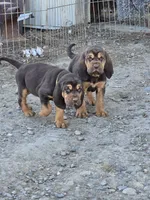 Yellow, a male Bloodhound for sale in Miles City, MT – Photo 3 of 5