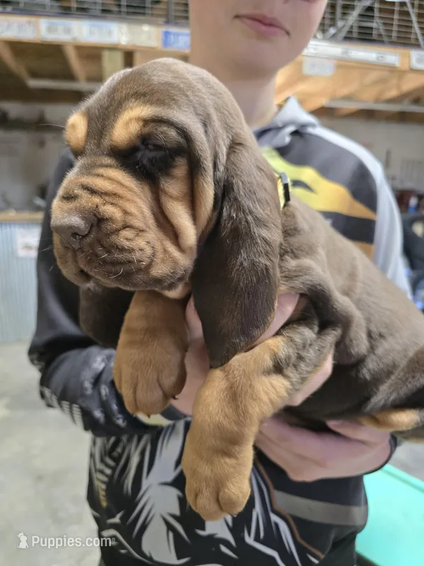 Yellow – Bloodhound puppy for sale in Miles City, MT