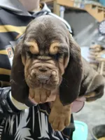 Yellow, a male Bloodhound for sale in Miles City, MT – Photo 2 of 5