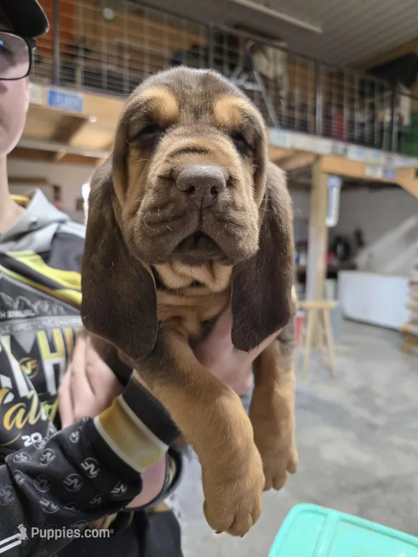 Red – Bloodhound puppy for sale in Miles City, MT