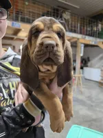 Red, a female Bloodhound for sale in Miles City, MT – Photo 1 of 8